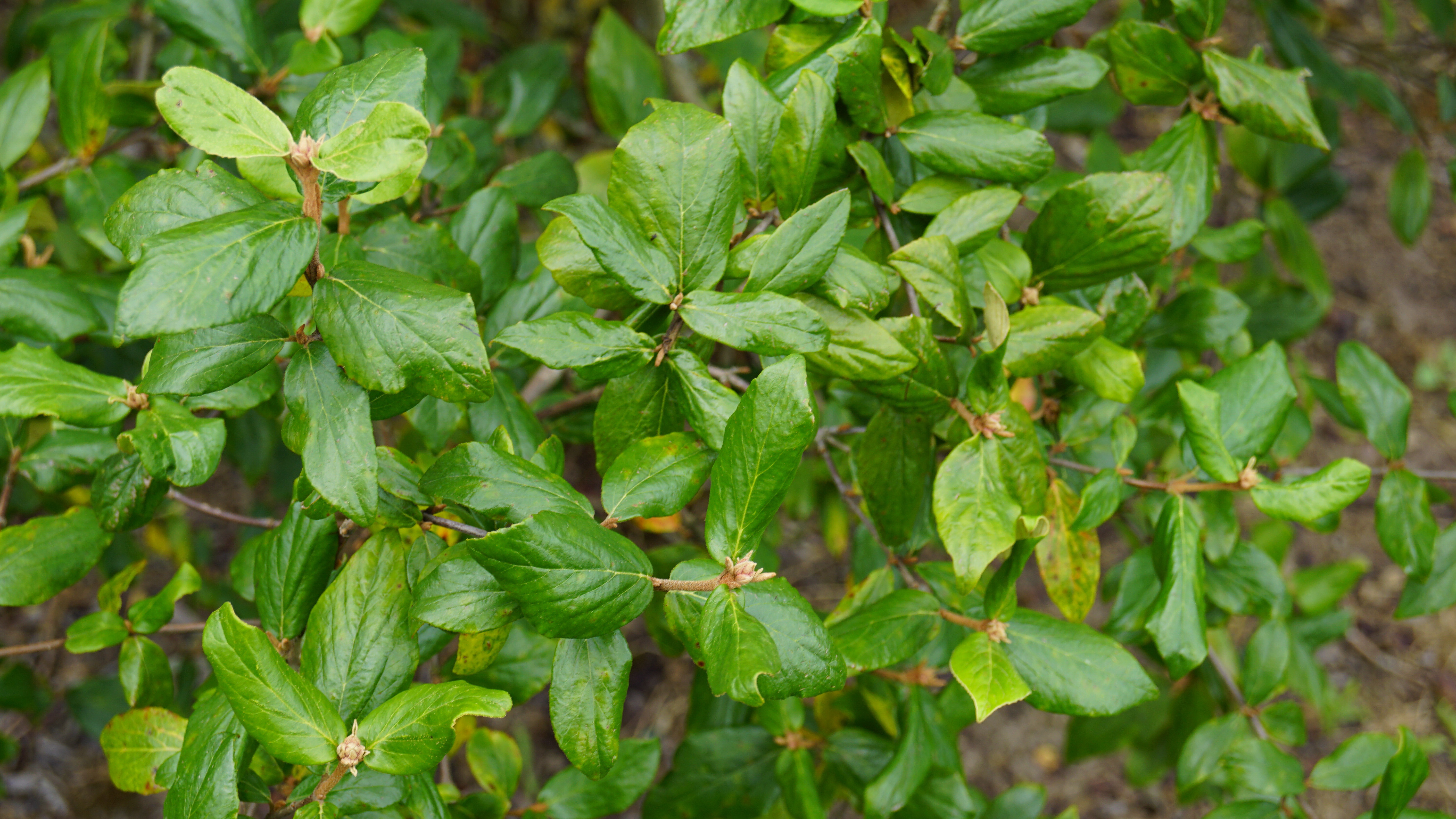 Viburnum burkwoodii (1)